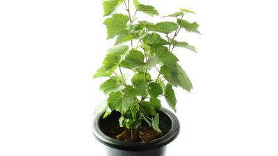 갑조네 식물머루: 탐나는 할인 혜택과 함께🌿